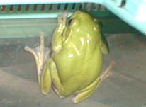 Unser Frosch