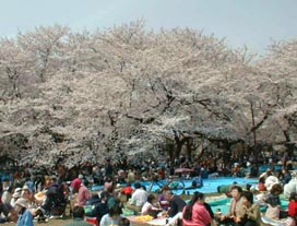 Das Fest der Kirschblueten im Koganei-Park